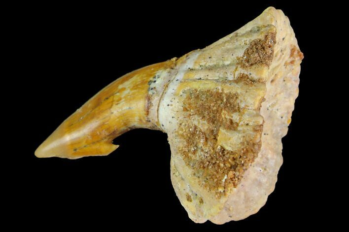 Fossil Sawfish (Onchopristis) Rostral Barb - Morocco #145587